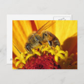ミツバチの密集受粉 ポストカード (正面/裏面)