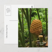 ミツバチの巣のようなショウガ 熱帯植物 ポストカード (正面/裏面)