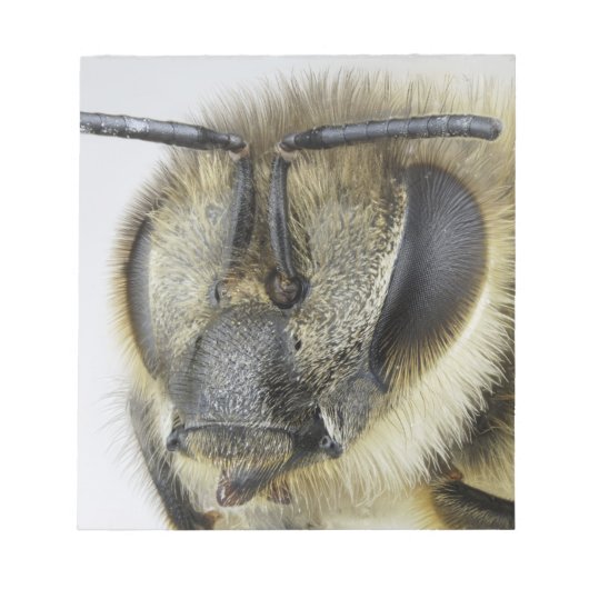 ミツバチの頭 ノートパッド (正面)