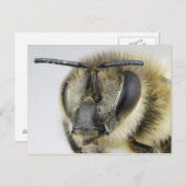 ミツバチの頭 ポストカード (正面/裏面)