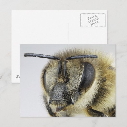 ミツバチの頭 ポストカード (正面/裏面)