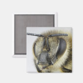 ミツバチの頭 マグネット (正面/裏面)