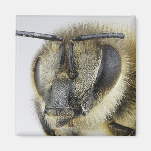 ミツバチの頭 マグネット (正面)