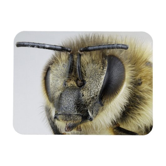 ミツバチの頭 マグネット (横)