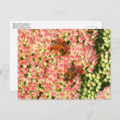 ミツバチはセダムの秋の喜びを。 ポストカード (正面/裏面)