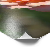 ミツバチ付きアプリコットハイブリッド茶バラ フォトプリント (角)