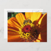 ミツバチ受粉フラワー ポストカード (正面/裏面)