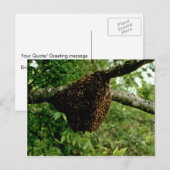 ミツバチ ポストカード (正面/裏面)