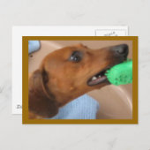 ミナチュア・ダシュント ポストカード (正面/裏面)