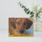 ミナチュア・ダシュント ポストカード (スタンド正面)