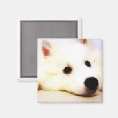 ミニアメリカンエスキモ マグネット (正面/裏面)