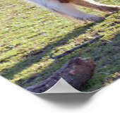 ミニウマのポスター ポスター (角)