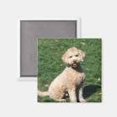 ミニゴルデンドルパピーマグネット マグネット (正面/裏面)