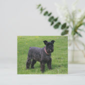 ミニショナウザーフル ポストカード (スタンド正面)