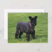 ミニショナウザーフル ポストカード (正面/裏面)