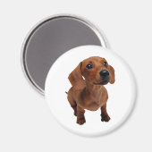 ミニダックスシャント磁石 マグネット (正面/裏面)