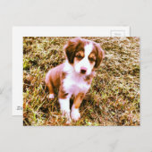 ミニチュアのオーストラリアの羊飼い!ミニオージーパピー! ポストカード (正面/裏面)