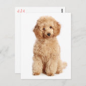 ミニチュアアプリコットプードルパピードッグ空白のはがき ポストカード (正面/裏面)