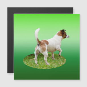 ミニチュアキツネテリア警告、磁気カード