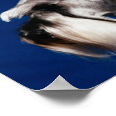 ミニチュアシュナウザーヘッド勉強 ポスター (角)