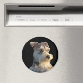 ミニチュアシュナウザー磁石 マグネット (インサイチュ (食洗機))