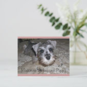 ミニチュアシュナウザー・パピー ポストカード (スタンド正面)