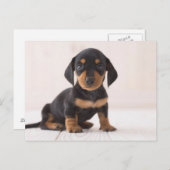 ミニチュアダシュント座り ポストカード (正面/裏面)