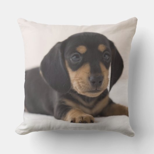 ミニチュアダシュント クッション (正面)