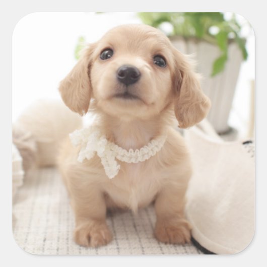 ミニチュアダシュント スクエアシール (正面)