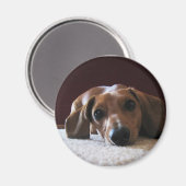 ミニチュアダシュント マグネット (正面/裏面)