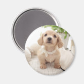 ミニチュアダシュント マグネット (正面/裏面)