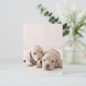 ミニチュアダックシュント2個 ポストカード (スタンド正面)