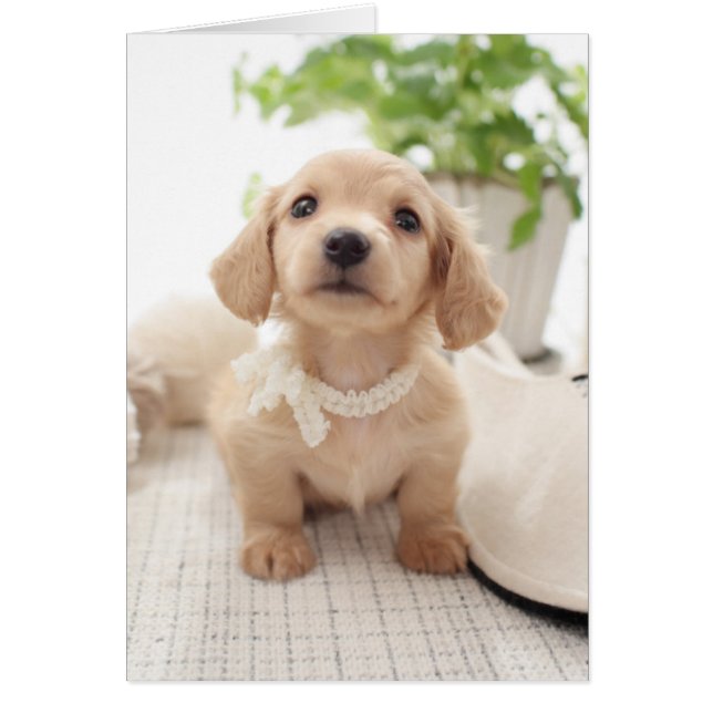 ミニチュアダックスフント (正面)