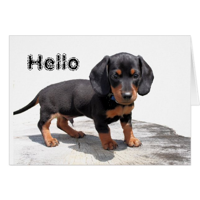 ミニチュアダックスフント (正面横)