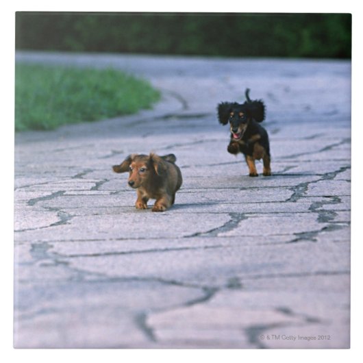 ミニチュアダックスフント3 タイル (正面)