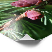 ミニチュアパインコーン閉じる8x10 フォトプリント (角)