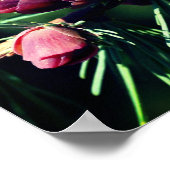 ミニチュアパインコーン閉じる ポスター (角)