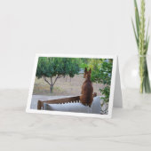 ミニチュアピンシャーがベンチに座っている カード (正面)