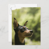 ミニチュアピンシャー(ミニピン) ポストカード (正面/裏面)