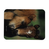 ミニチュアフォール2 マグネット (横)