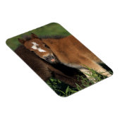 ミニチュアフォールin Grass マグネット (右側)