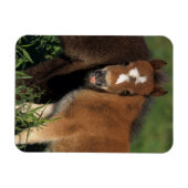 ミニチュアフォールin Grass マグネット (横)