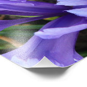 ミニチュアブルーアイリス春フローラ フォトプリント (角)