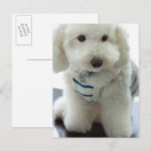 ミニチュアプードルのクローズアップ ポストカード (正面/裏面)