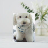 ミニチュアプードルのクローズアップ ポストカード (スタンド正面)