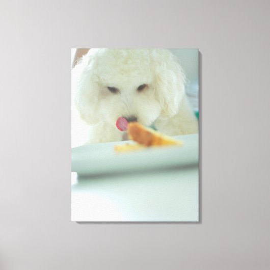ミニチュアプードルの食べ食べ物のクローズアップ キャンバスプリント (正面)