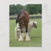 ミニチュアポニーの上に立つクライデスデール ポストカード (正面)