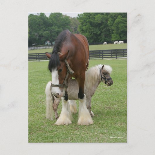 ミニチュアポニーの上に立つクライデスデール ポストカード (正面)