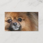 ミニチュアポメラニア犬犬の名刺 名刺 (裏面)