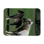 ミニチュアマーレ&フォーアルスタンド マグネット (横)